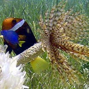 Anemone fish and fanworm --Saipan by Martin Dalsaso 